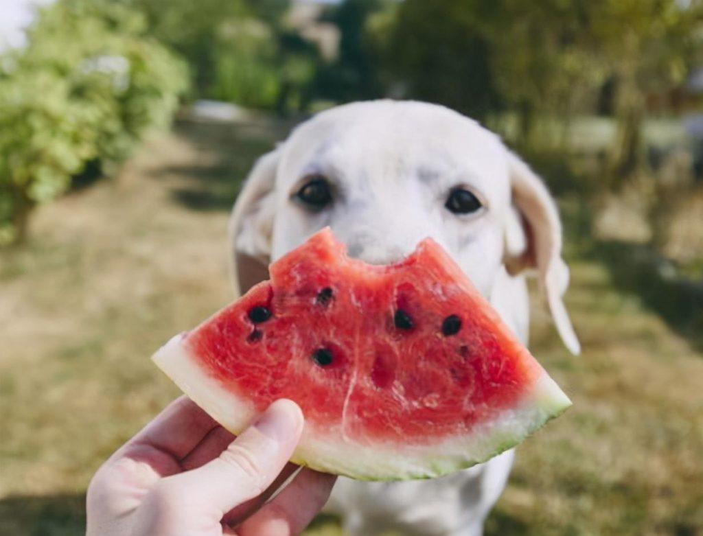 养狗小知识：对狗狗有好处的6种水果，但不要给太多哦！