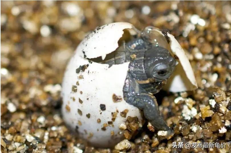龟蛋孵化多久才出壳？根据什么来推算孵化时间才是科学和比较准确？