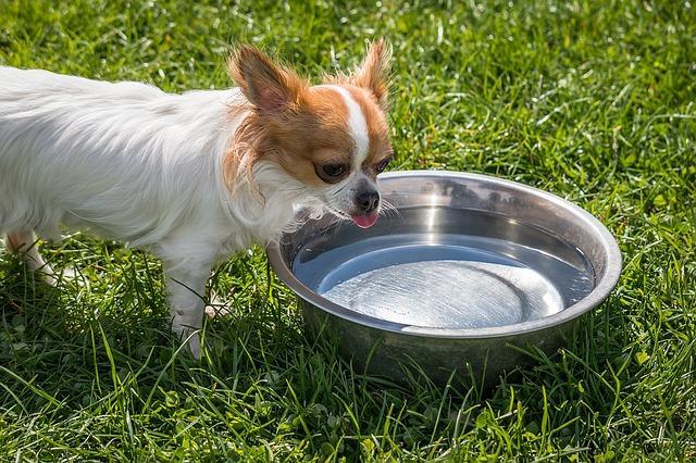 狗狗最近很口渴，突然大量喝水，它想告诉你什么？