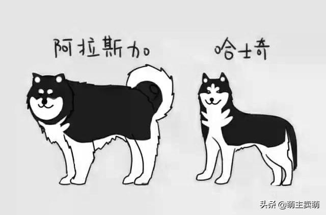 阿拉斯加犬价格主要受哪些因素影响？长相与哈士奇区别在哪里？