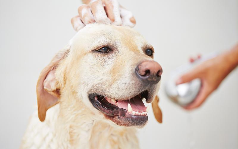 狗狗应该多久洗一次？狗狗讨厌洗澡怎么办？（狗狗建议多久洗一次澡比较好）