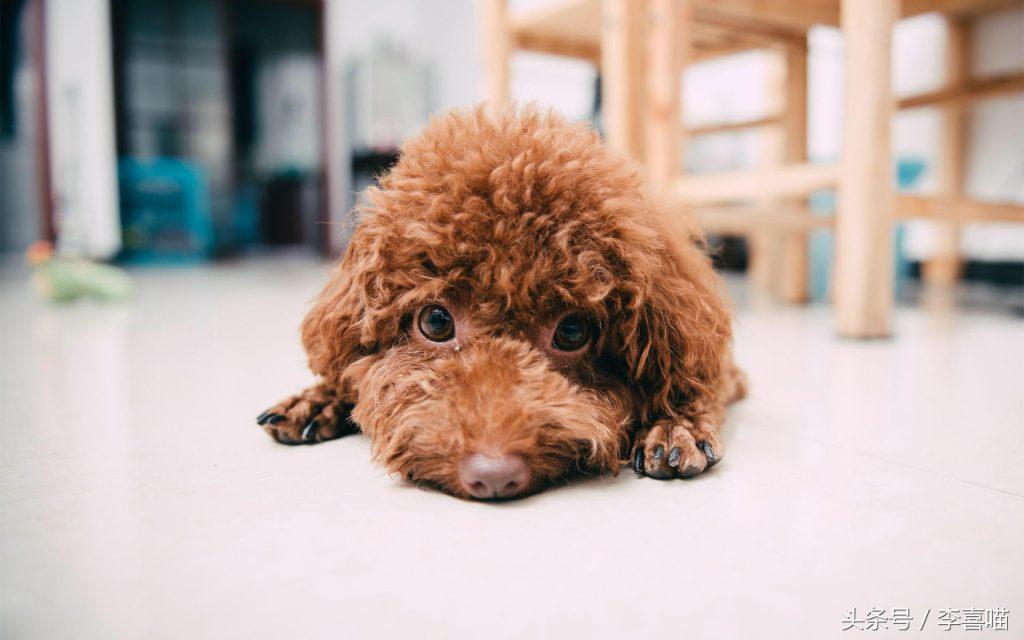 泰迪市场价一般多少？买泰迪犬要注意什么？