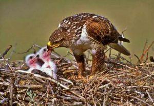 孵化期和留巢期是怎么回事？麻鸟是哪个阶段的鸟？