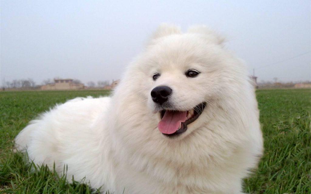 萨摩耶犬好养吗?该怎么养?萨摩耶犬饲养指南来了 萨摩耶犬好养吗?该怎么养?萨摩耶犬饲养指南来了