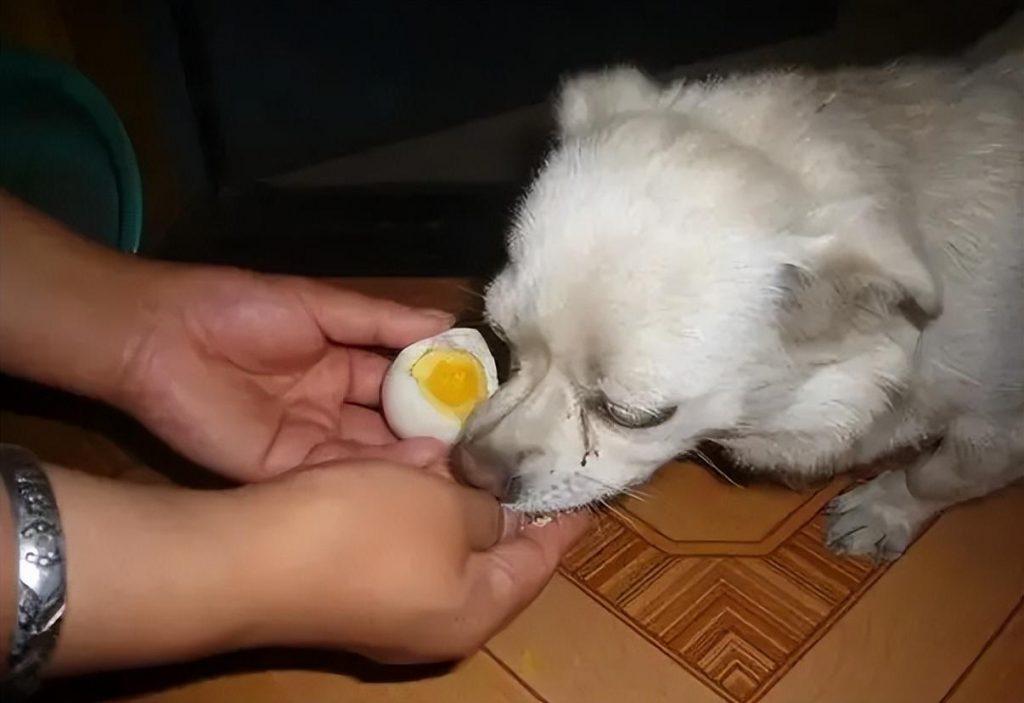狗狗吃鸡蛋黄的好处在哪？狗狗蛋黄可以吃几个？