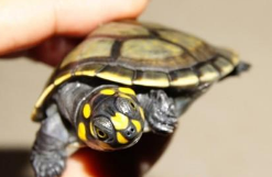 黄头侧颈龟在鱼缸怎么养？鱼缸只适合养鱼吗？