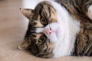 猫咪糖尿病的机理是什么？猫咪糖尿病能不能预防？