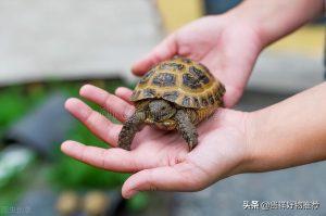 5元的小乌龟能活多久？5元的小乌龟能长多大？