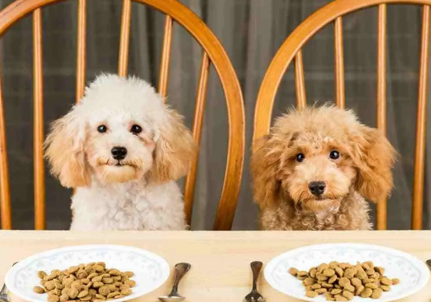 高温季节，饲养泰迪犬牢记“6不要”，对它有益处