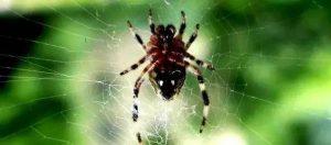 可以把蜘蛛当成宠物养吗？怎样能养出健康的蜘蛛？