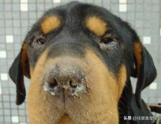 犬八联疫苗预防疾病的介绍(狗八联疫苗多少钱一针) 犬八联疫苗预防疾病的介绍(狗八联疫苗多少钱一针)