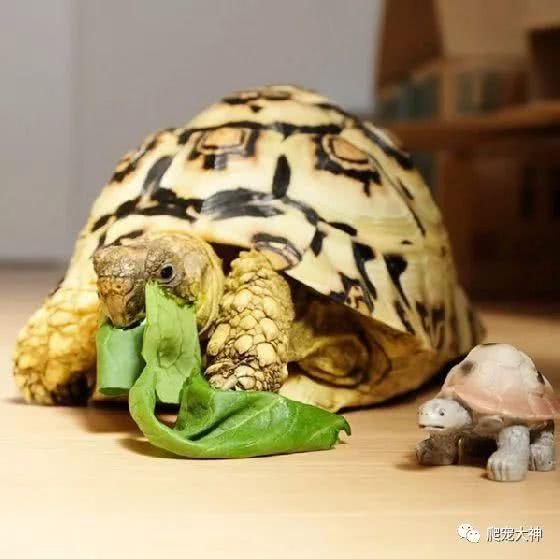 如何饲养豹纹陆龟?(豹纹陆龟好养吗新手怎么养) 如何饲养豹纹陆龟?(豹纹陆龟好养吗新手怎么养)