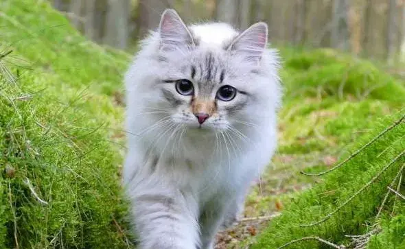 西伯利亚猫的起源——西伯利亚猫的性格特点是怎么样的？