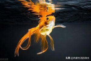 水温上下变化对金鱼有影响吗？温度有浮动金鱼会有怎样的表现呢？