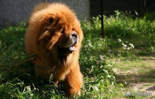 如何饲养松狮犬？掌握饲养常识，才能有利于它健康成长