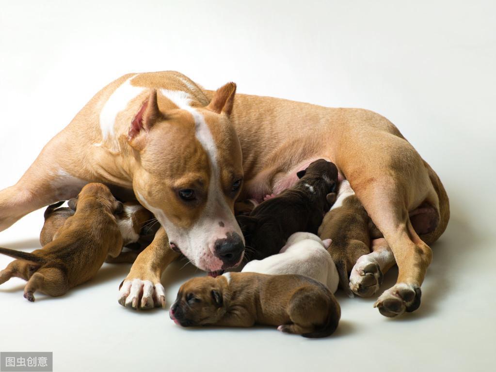 母狗产后低血钙！去宠物医院抢救的同时，还可以做这些措施（狗狗产后低血钙还能喂奶吗）