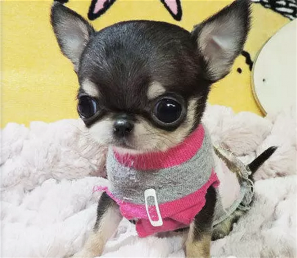 你家的吉娃娃多少钱买的呢？他的性格是怎么样的呢？