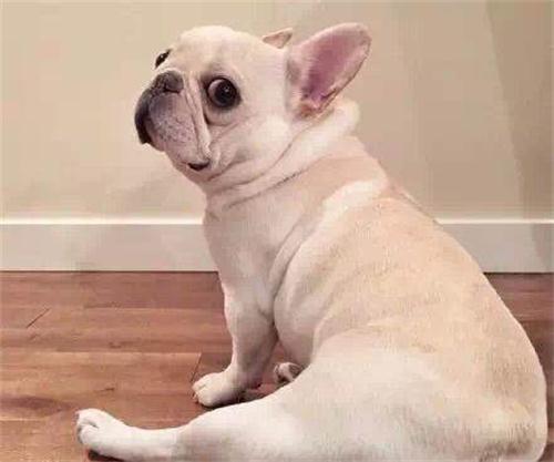 法国斗牛犬的价格为什么一直这么贵？