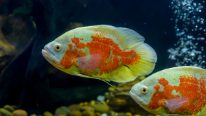 如何增强地图鱼的色彩？为什么要避免喂地图鱼活鱼？