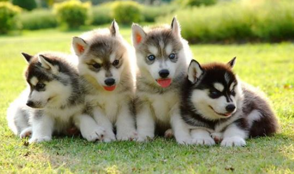 哈士奇幼犬要怎么选?没想到哈士奇竟然有10多种颜色(哈士奇幼崽品相) 哈士奇幼犬要怎么选?没想到哈士奇竟然有10多种颜色(哈士奇幼崽品相)