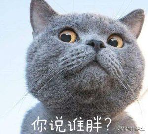 英国短毛猫为什么叫做“蓝猫”？你真的知道吗？