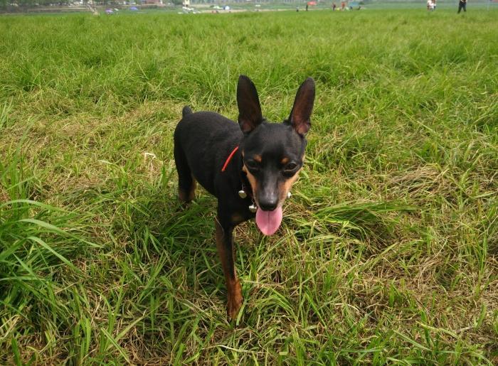 怎样使用正确的训练方法改掉小鹿犬的坏习惯？
