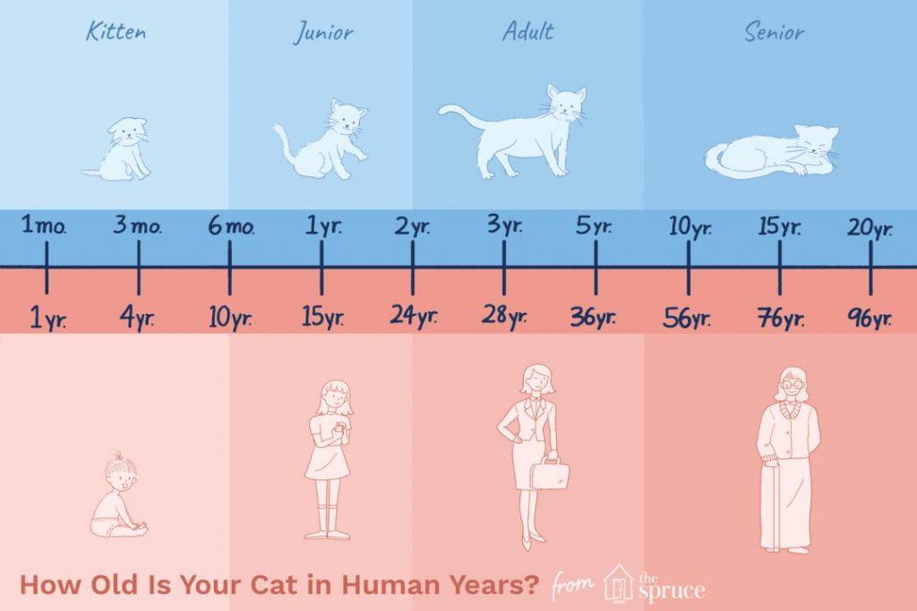 你们知道世界上年纪最大的猫咪是多少岁吗？最老的猫咪能活多久？