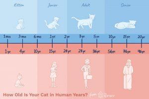 猫咪的寿命有多长？猫咪衰老的迹象有什么？