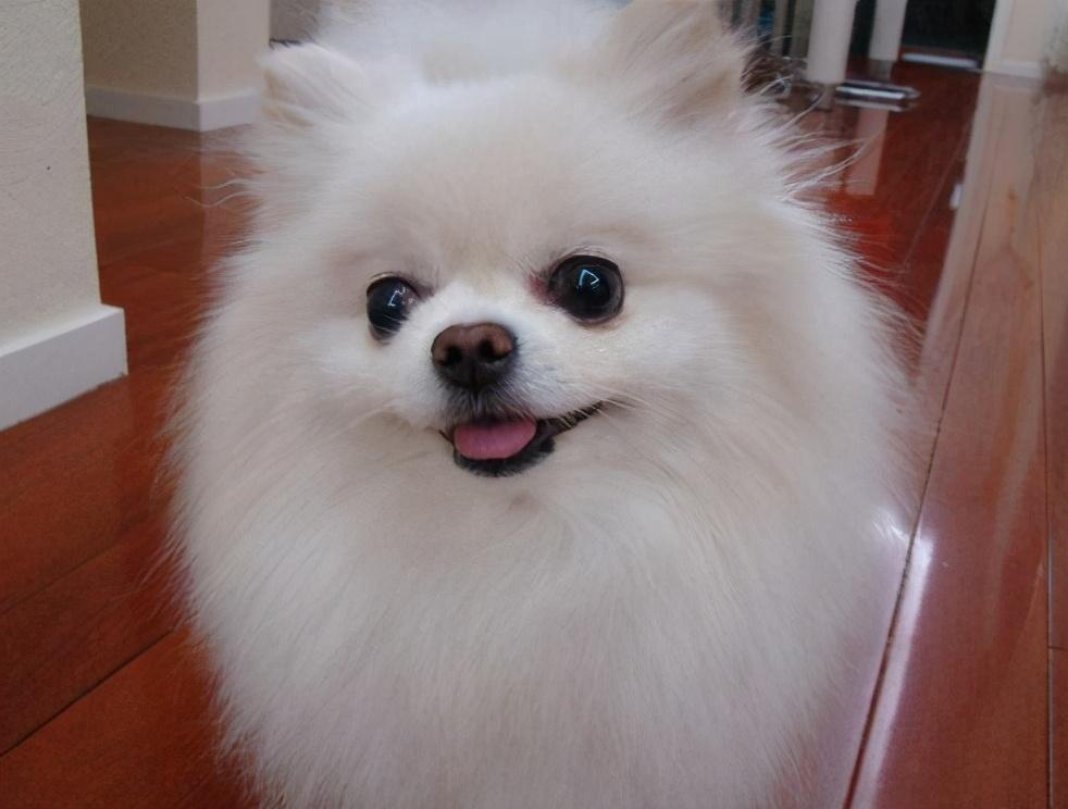博美犬什么颜色最好养？博美犬什么品种最便宜？