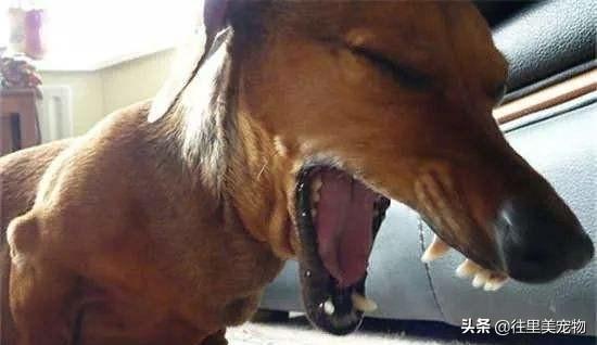 犬八联疫苗预防疾病的介绍(狗八联疫苗多少钱一针) 犬八联疫苗预防疾病的介绍(狗八联疫苗多少钱一针)