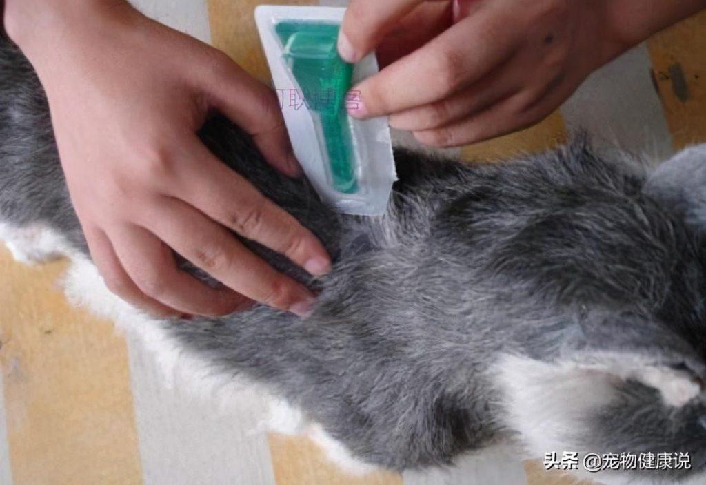 怎么正确的幼犬驱虫呢?驱虫药多久可以吃一次? 怎么正确的幼犬驱虫呢?驱虫药多久可以吃一次?