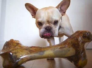 法斗幼犬的基本喂养教程——法斗幼犬的饮食习惯是什么？