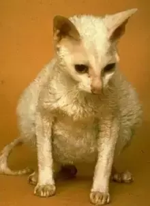 猫腹水是什么你知道吗？无法通过家庭治疗小消退得去医院