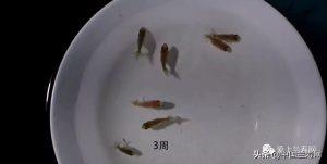 从1天到16周的金鱼繁殖成长记录