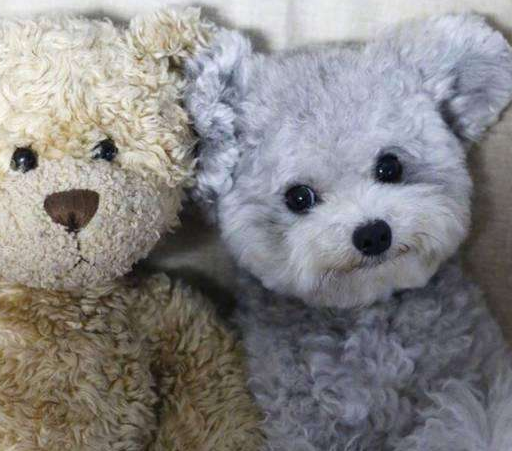 泰迪犬什么颜色最贵?原来是这个色,但为什么灰泰迪的价格最贵? 泰迪犬什么颜色最贵?原来是这个色,但为什么灰泰迪的价格最贵?