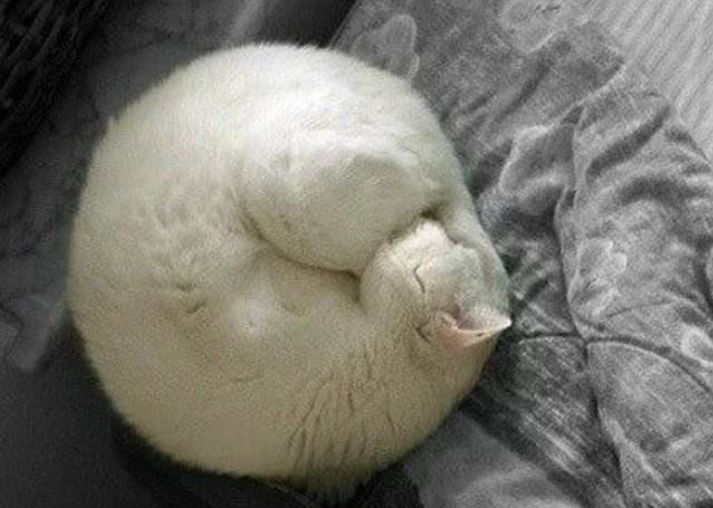 猫咪体内驱虫药大盘点为什么幼猫也要做体内驱虫? 猫咪体内驱虫药大盘点为什么幼猫也要做体内驱虫?