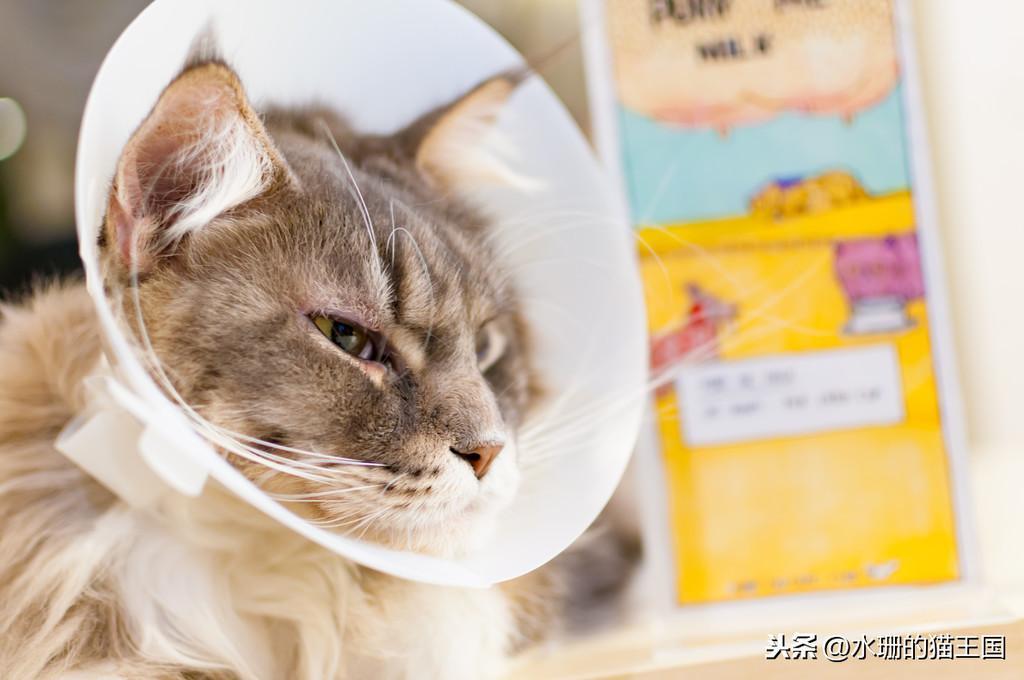 养猫经验之猫咪医疗账单分享，猫咪特别爱生病吗？