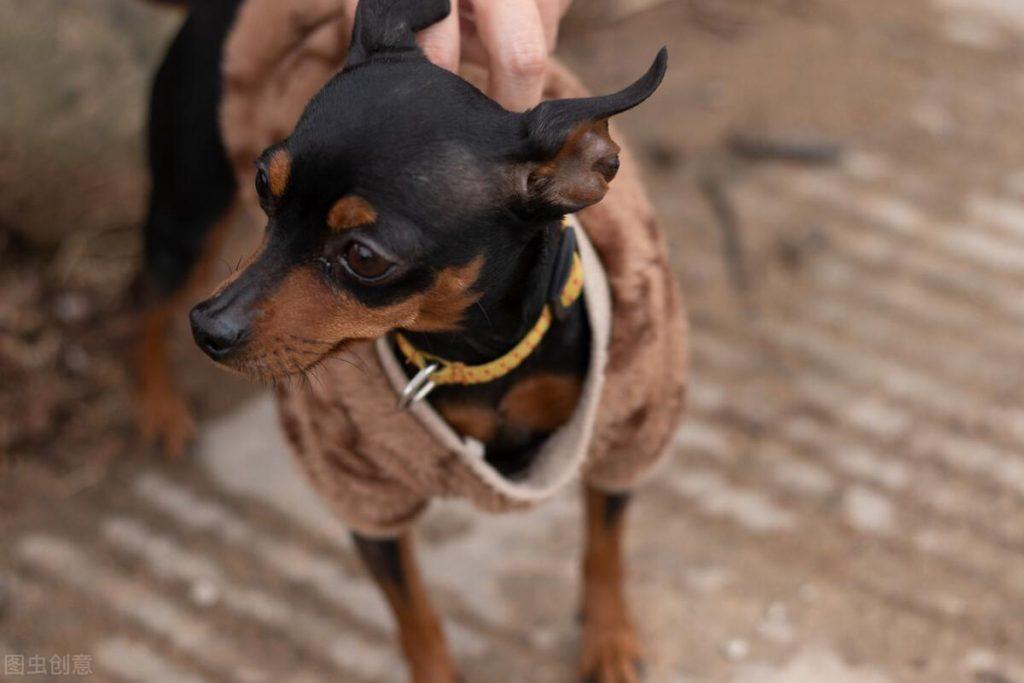 怎样使用正确的训练方法改掉小鹿犬的坏习惯？