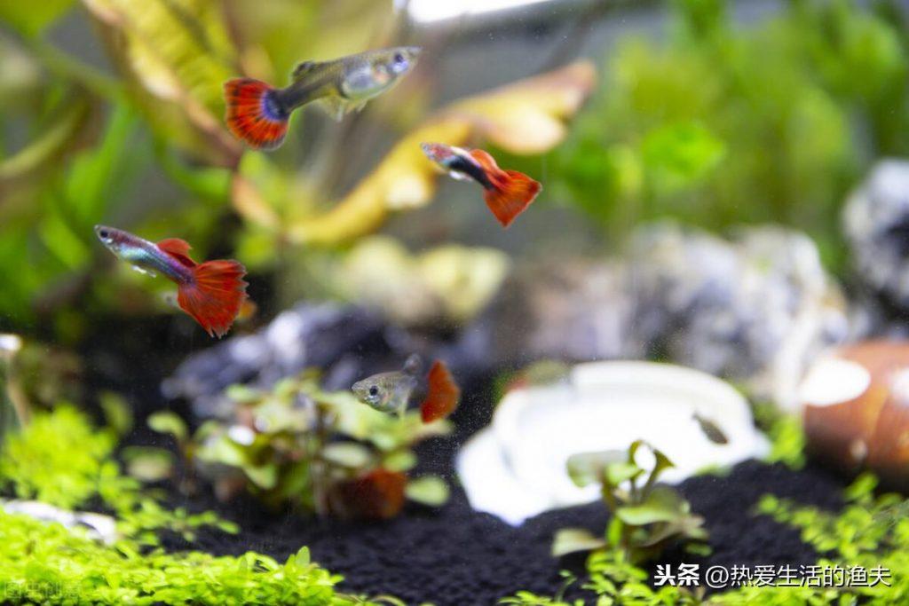 孔雀鱼幼苗吃什么好?如何把孔雀鱼鱼苗喂养得更好? 孔雀鱼幼苗吃什么好?如何把孔雀鱼鱼苗喂养得更好?