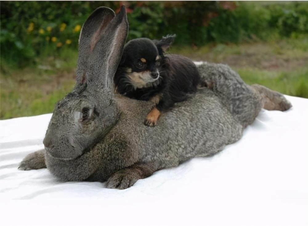 一般宠物兔多少钱一只？宠物兔价格及品种介绍