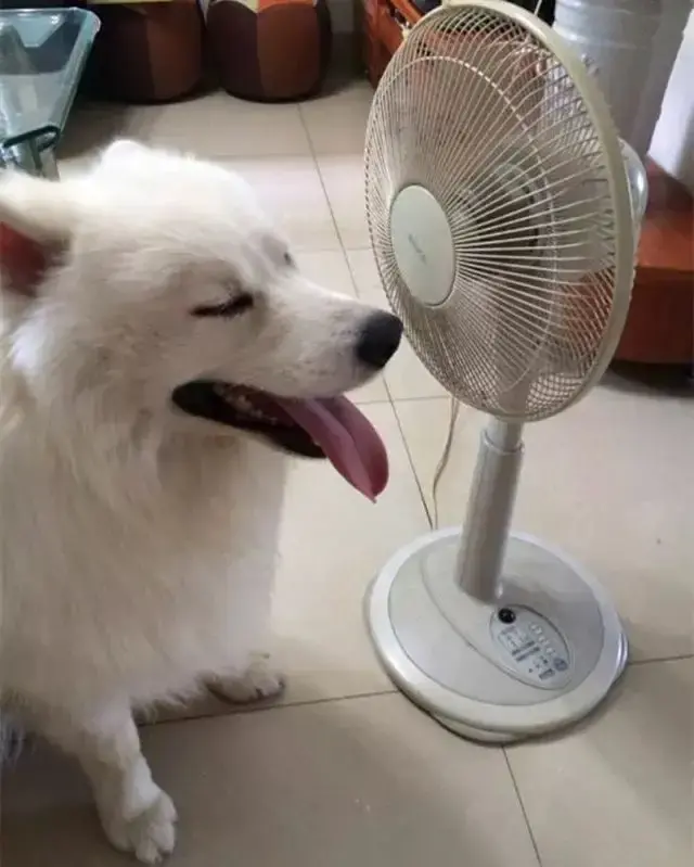 怕热的狗狗有什么？什么狗不怕热？