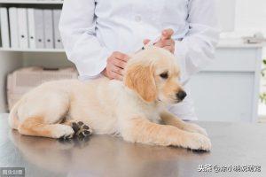 细小病毒的危害，以及预防了解多少？什么样的狗狗容易感染细小病毒？
