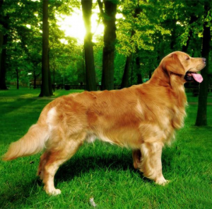 狗是人类最忠实的伙伴，盘点全世界100多种名贵的狗，图文说明