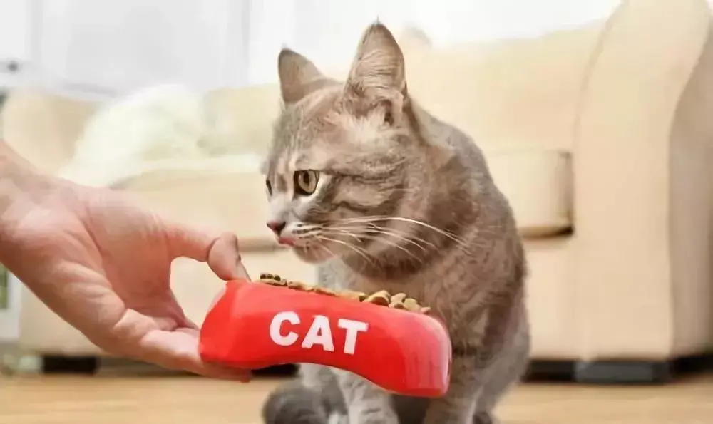 猫咪到底一天喂几次比较合适？喂猫的频率怎样才好？