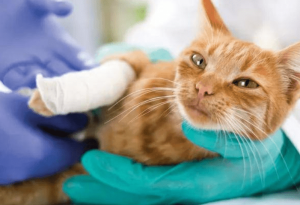 猫咪受伤了伤是选择自愈还是去医院？铲屎官该如何处理？