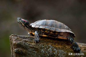 离开水的环境下红耳巴西龟究竟能活多久？饲养红耳巴西龟需要多少水?