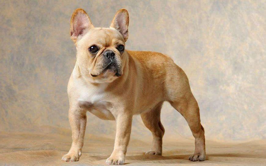 巴哥犬和法斗怎么区分？你喜欢八哥犬还是法斗呢