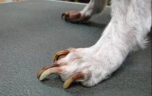狗狗指甲过长会有什么危害？对关节健康很大影响