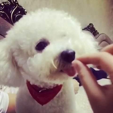 饲养比熊犬常见的 9个饮食误区，这样饲养狗狗容易生病