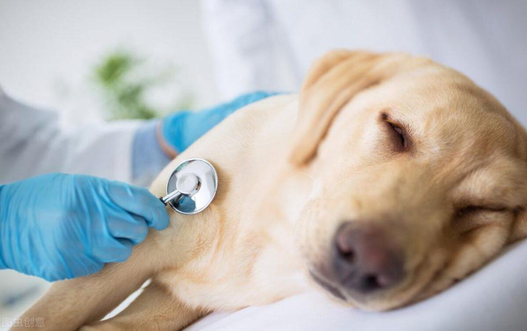 冬天来了狗狗6大致命性疾病你知道有哪些吗？
